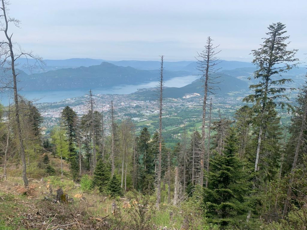 La forêt et le Lac